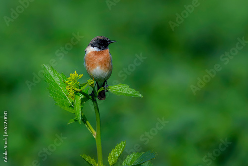 small bird in natural green blur background, bird on the branch, The Siberian stonechat or Asian stonechat 