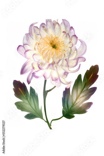 Soft toned watercolor isolated flower with white background