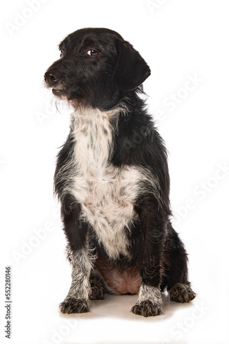 Fototapeta Naklejka Na Ścianę i Meble -  Cute cross breed dog isolated on white