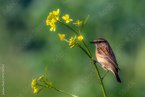 small bird in natural green blur background, bird on the branch,  The Siberian stonechat or Asian stonechat 