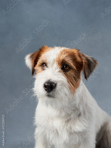 beautiful portrait of wirehaired jack russell terrier. Dog on blue texture background in studio