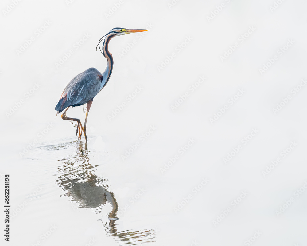 Fototapeta premium A purple Heron in wet land