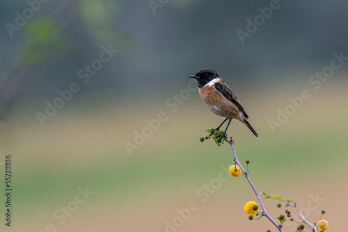 High resolution close up portrait of a single Stonechat bird in the wild- Israel