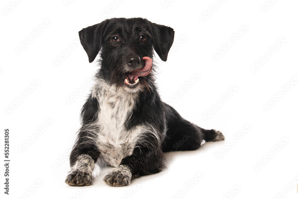 Cute cross breed dog isolated on white Cute cross breed dog isolated on white