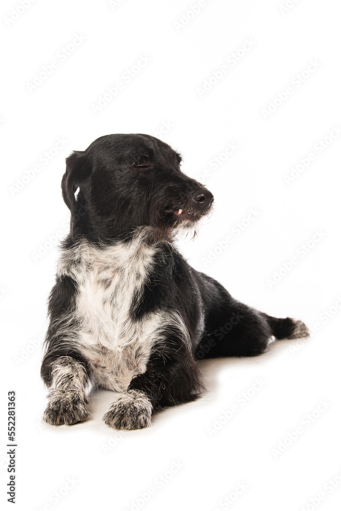 Cute cross breed dog isolated on white