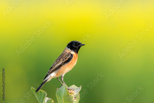 small bird in natural green blur background, bird on the branch, The Siberian stonechat or Asian stonechat 