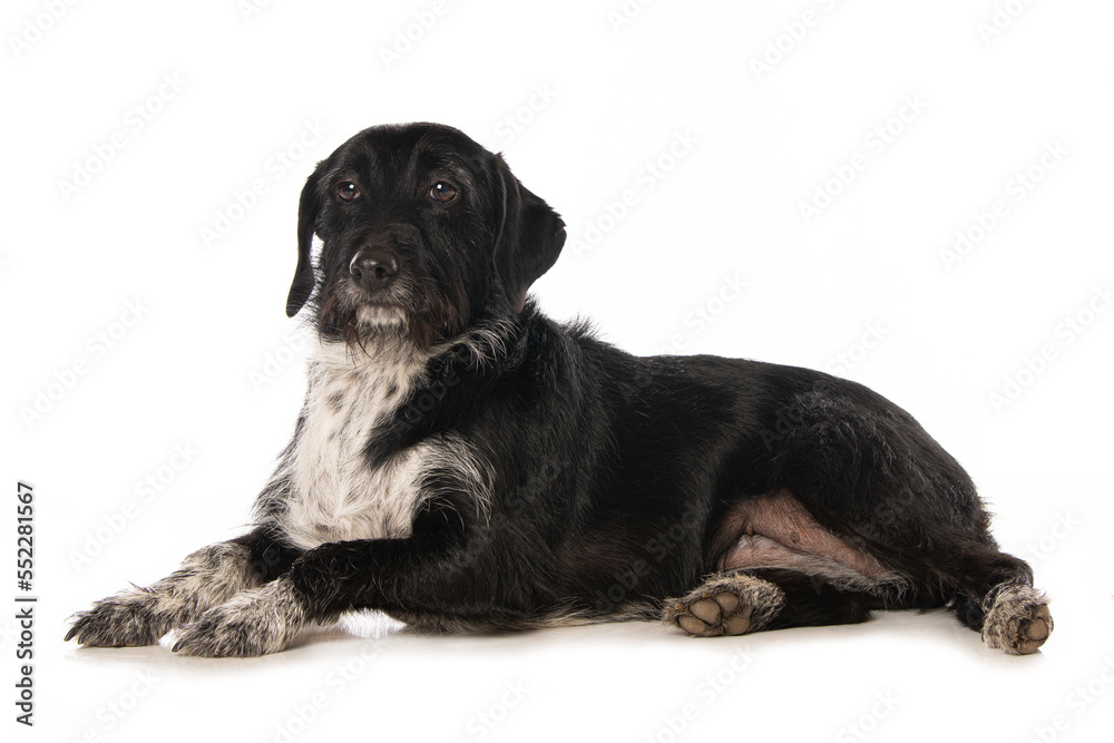 Cute cross breed dog isolated on white Cute cross breed dog isolated on white