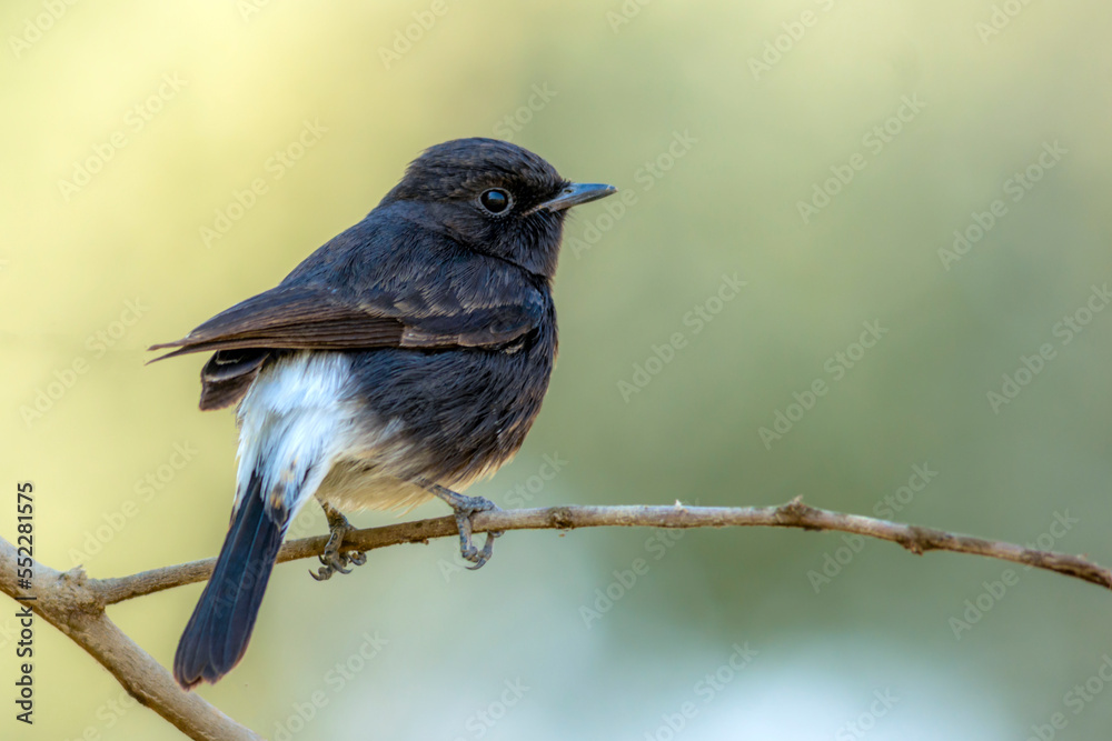 beautiful bird on the branch in blur green background, The pied bush chat is a small passerine bird beautiful bird on the branch in blur green background, The pied bush chat is a small passerine bird