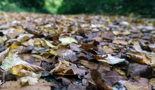 Farbiges Laub und viele bunte gefallene Blätter im Herbst bedecken einen Weg vollständig, selektiver Fokus, im Hintergrund grüne Natur, Nahaufnahme, Froschperspektive