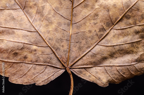Close-up macro of dry maple leaf with branching veins, abstract tissue structure and fine details of foliage, natural autumn season background