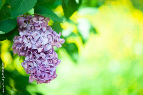 Delicate lilac on green, natural background, space for text, postcard