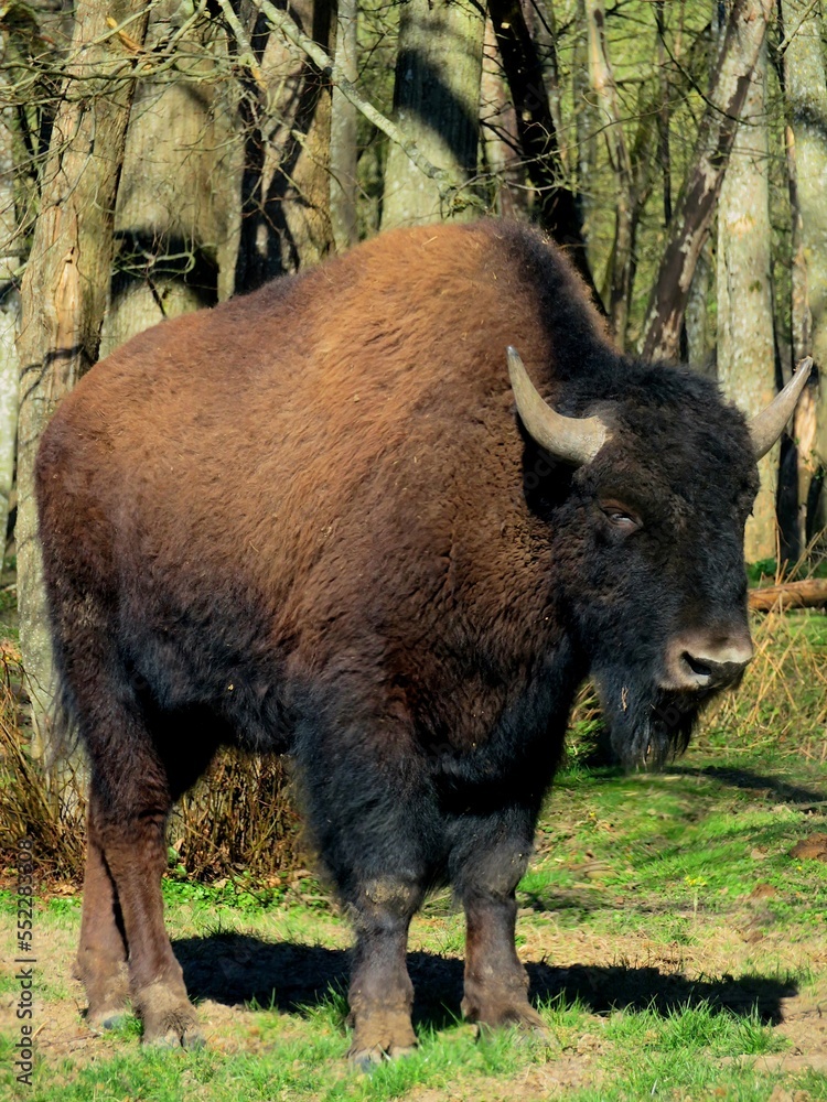 bison bison