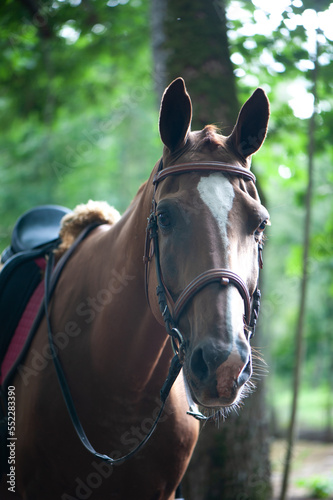 Portrait of a red harnessed horse in a beautiful forest
