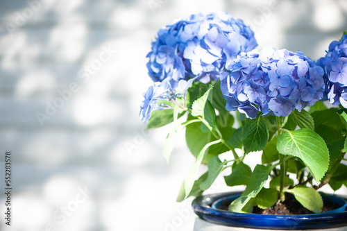 Blue hydrangea macro photo, High quality advertising stock photo. Blue flowers, space for text