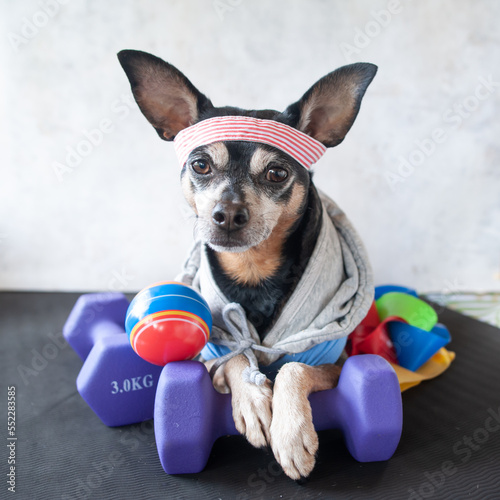 Dog fitness. Fitness and healthy lifestyle for pet.  Dog trainer portrait in studio surrounded by sports equipment