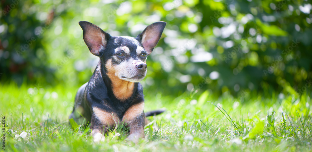 Dog, toy terrier lying in juicy green grass. High quality advertising stock photo. Pets walking in the summer. Banner, space for text