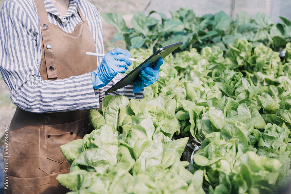 Obraz premium female farmer working early on farm holding wood basket of fresh vegetables and tablet