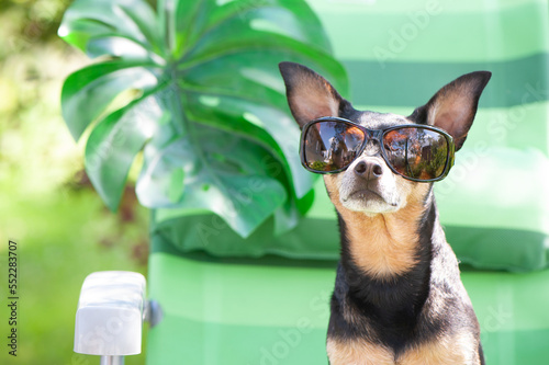 Dog  toy terrier in sunglasses is resting in a sun lounger. Summer holiday concept.