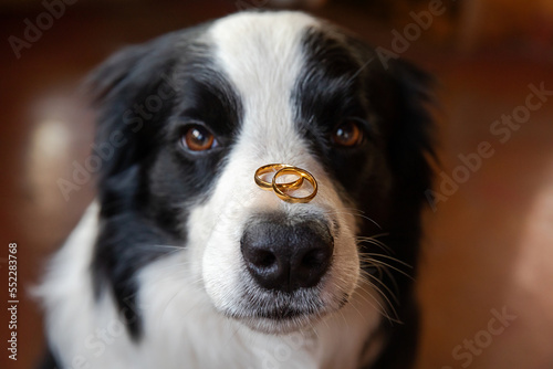 Will you marry me. Funny portrait of cute puppy dog border collie holding two golden wedding rings on nose  close up. Engagement  marriage  proposal concept