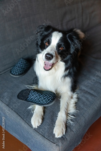 Naughty playful puppy dog border collie after mischief biting slipper lying on couch at home. Guilty dog and destroyed living room. Damage messy home and puppy with funny guilty look