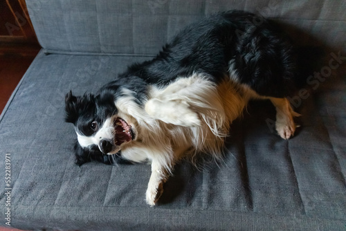 Cute puppy dog border collie lying down playing with funny face on couch at home indoors. Pet dog resting ready to sleep on cozy sofa. Pet care and animals concept. Funny emotional dog