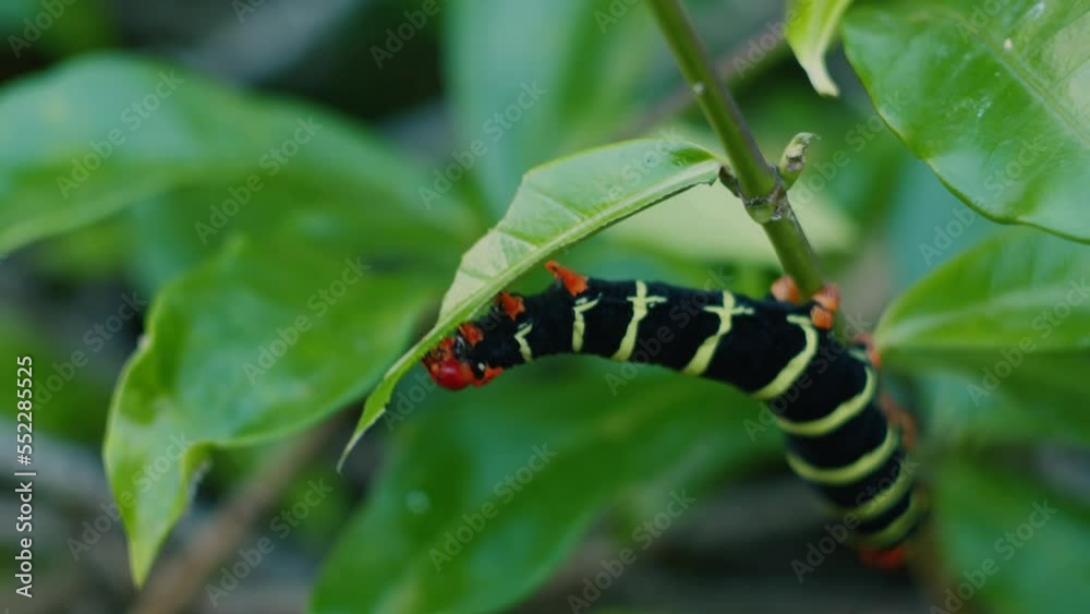 Frangipani caterpillar reaches for a leaf to bite in Grenada Frangipani caterpillar reaches for a leaf to bite in Grenada