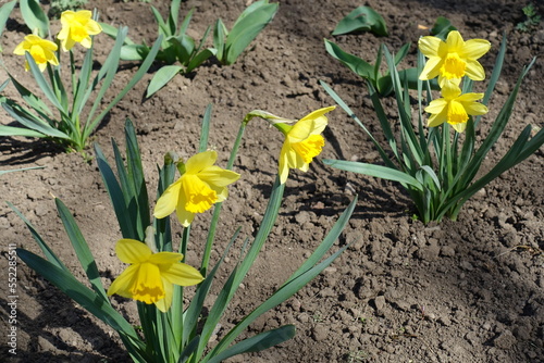 7 bright yellow flowers of common daffodils in March