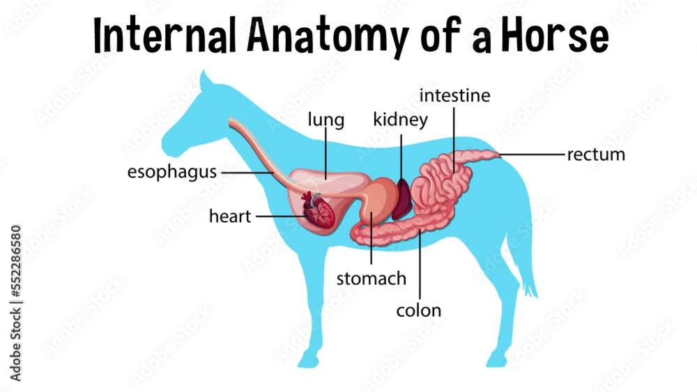 Animated internal anatomy of a horse