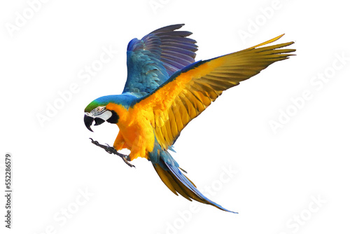 Colorful macaw parrot flying isolated on transparent background.
