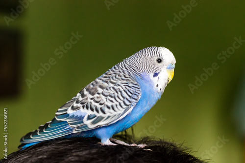 Blue budgerigar sits on its head