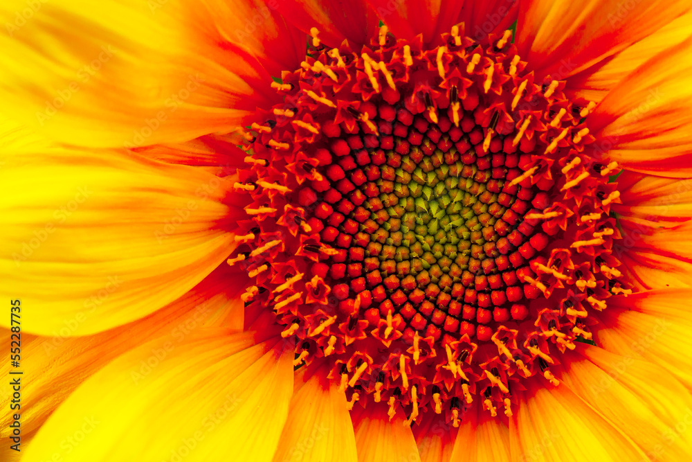 close up of sunflower close up of sunflower