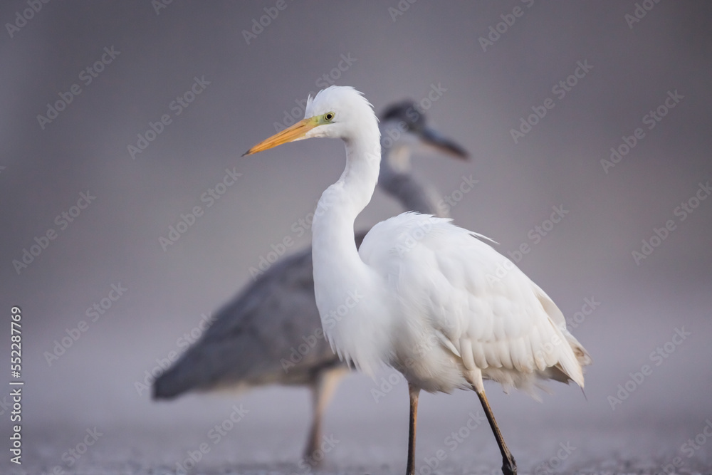 white and grey herons - ardea alba, ardea cinerea
white and grey herons - ardea alba, ardea cinerea