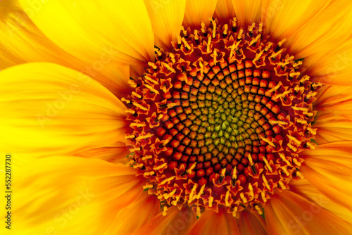 sunflower close up