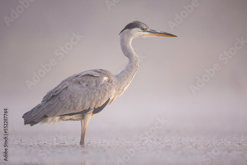 great blue heron ardea cinerea