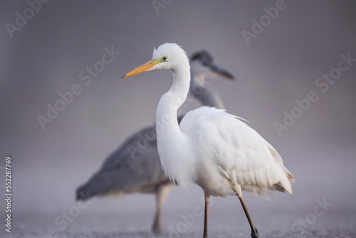 white and grey herons - ardea alba, ardea cinerea 