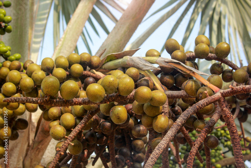 Brown fruit of Bismarckia nobilis in the garden. photo