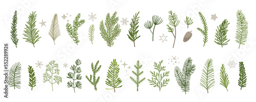 Print op canvas Christmas winter plants, branches of pine, spruce, fir, cedar, evergreen trees