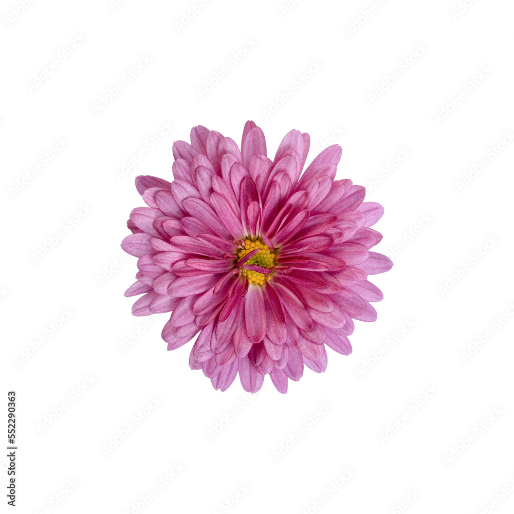 Beautiful pink chrysanthemum flower isolated on white background. Flat lay. Beautiful pink chrysanthemum flower isolated on white background. Flat lay.