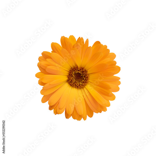 Calendula. Flower isolated on a white background. Orange flower.