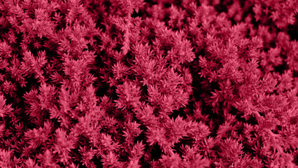 Acrylglasbilder Pantone 2023 Viva Magenta Red background made of Juniper hedge texture. Dwarf Japanese garden juniper creeping (Juniperus horizontalis). Botanical pattern for graphic design and wallpaper. Color Of The Year 2023 - Viva Magenta  © Yuliya