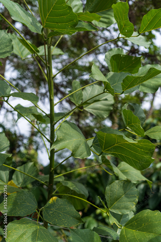 Fototapeta premium Millettia pinnata (Indian beech or Pongame oiltree) leaves on tree in the park