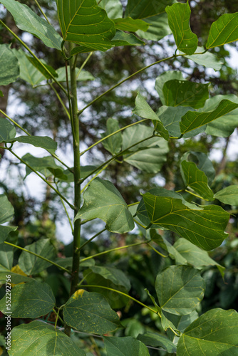 Millettia pinnata  Indian beech or Pongame oiltree  leaves on tree in the park