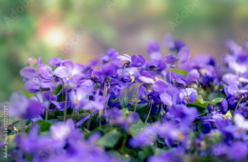Wild forest violets bloom in the springtime. Soft focus, close-up.