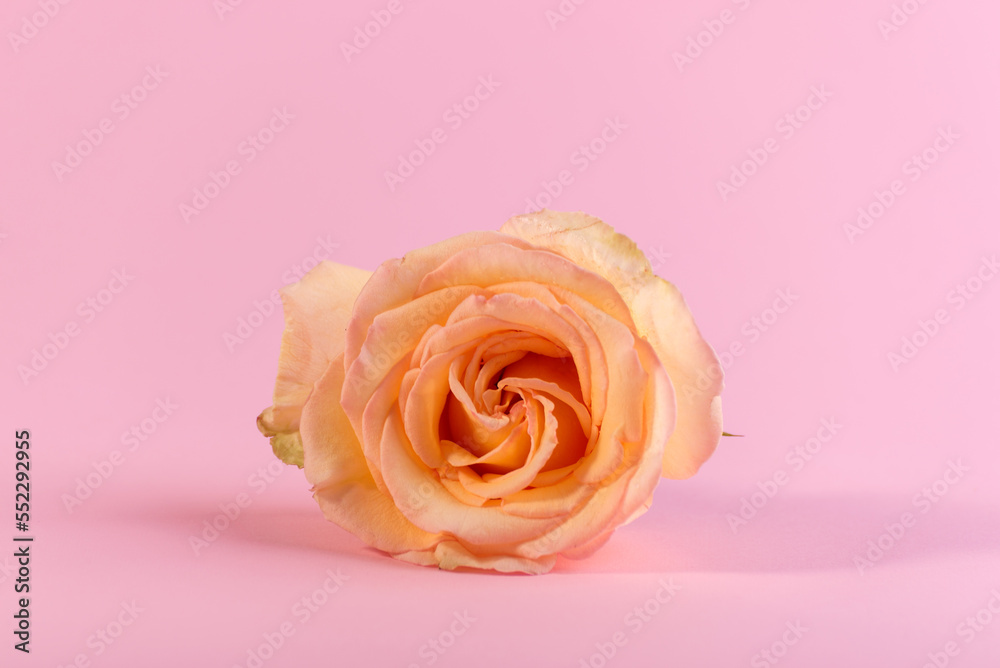 Minimalist still life with single gentle pink rose against a color background. Minimalist still life with single gentle pink rose against a color background.