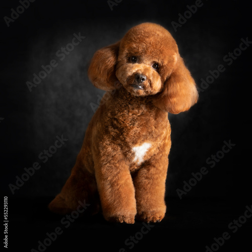 portrait of a red miniature poodle standing 