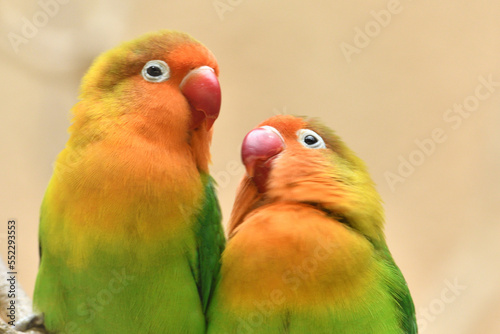 仲良く寄り添うインコ