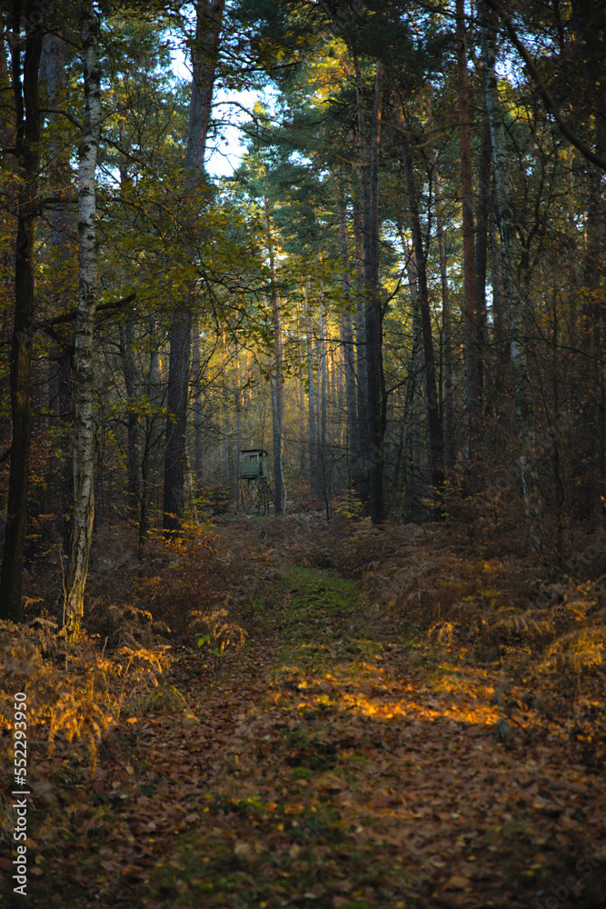 Obraz premium Waldweg