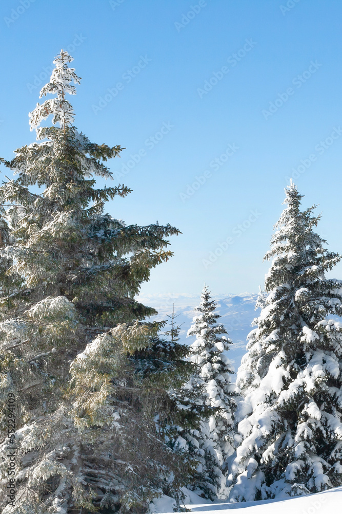 Winter vacation background with pine trees covered by snow against blue sky with copy space Winter vacation background with pine trees covered by snow against blue sky with copy space