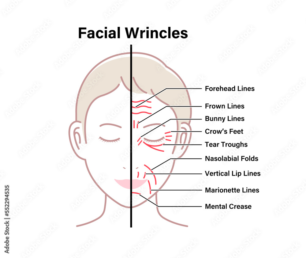 Obraz premium Facial wrinkles ( female face ) vector illustration