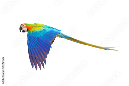Catalina parrot flying isolated on transparent background.